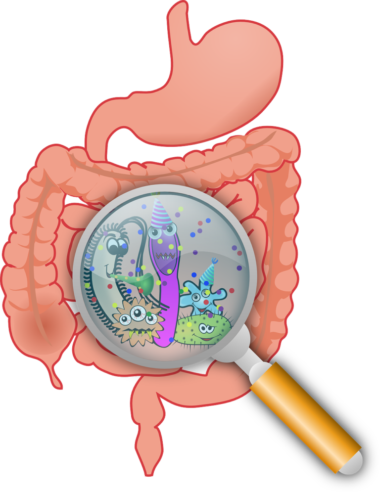 Ilustración del aparato digestivo con una lupa sobre el estómago que muestra bacterias