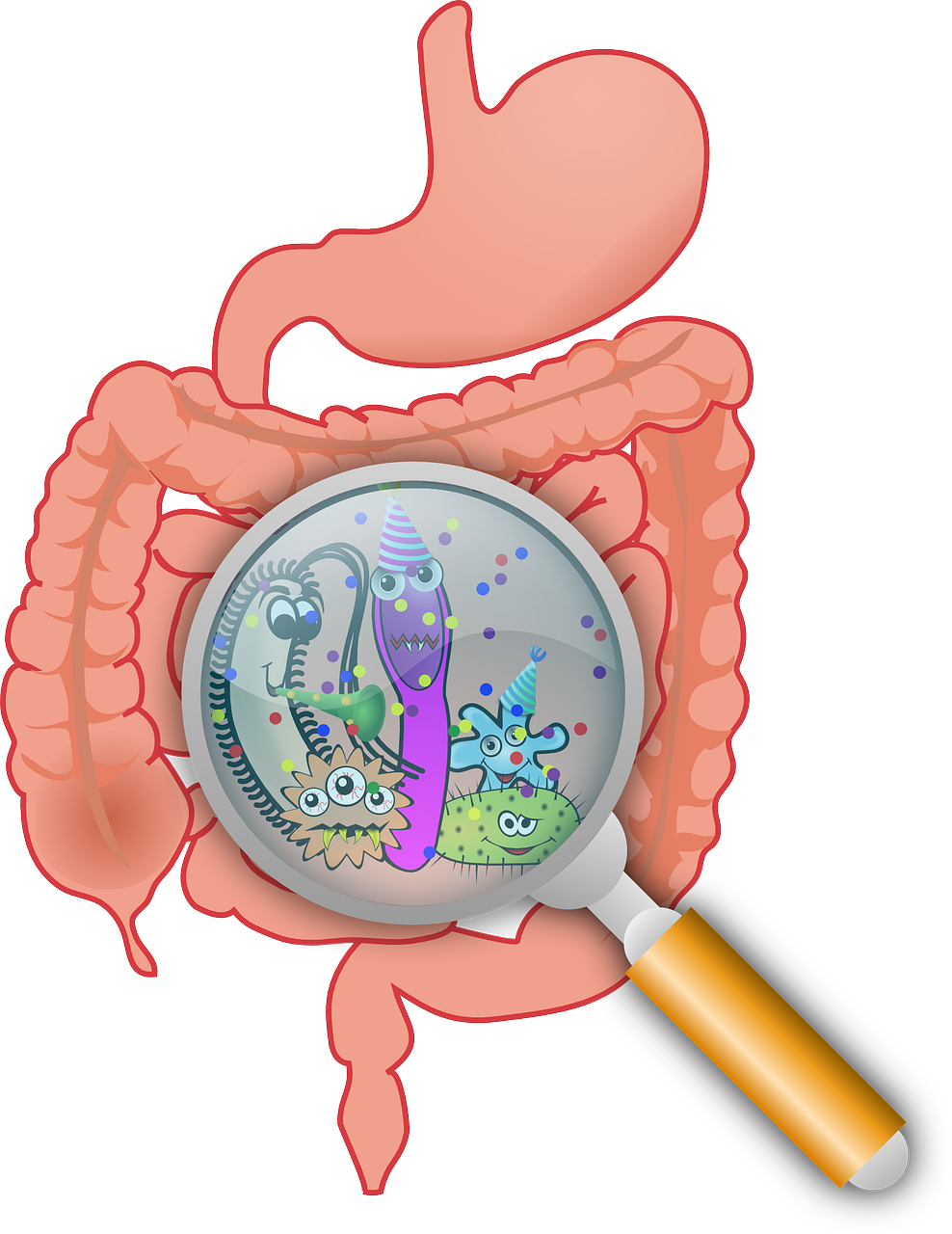 Aparato digestivo con una lupa sobre el estómago: dónde mirar si sigues con síntomas tras el Helicobacter pylori